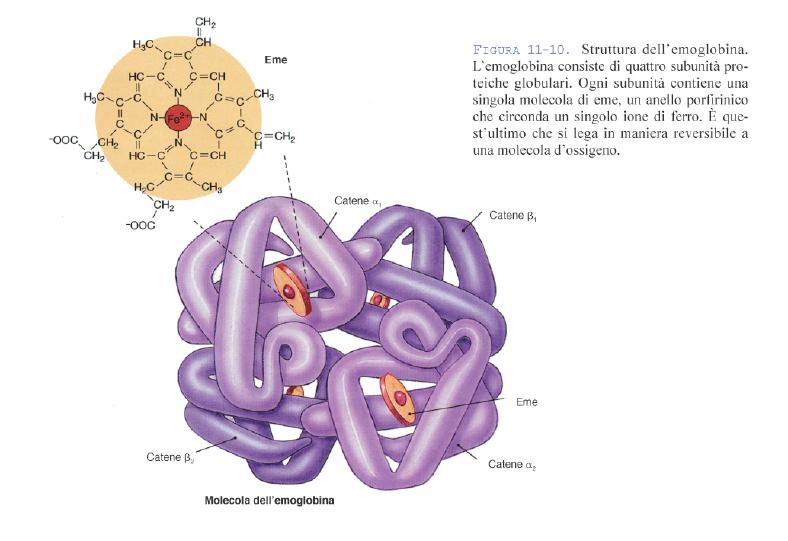 Hb adulto: HbA (α2β2) HbA2 (α2δ2) Hb feto: HbF (α2γ2) 2 Geni α, cromosoma 16 1 gene βγδ, cromosoma 11 Talassemie: Malattie autosomiche recessive dovute a difetti nella sintesi della globina