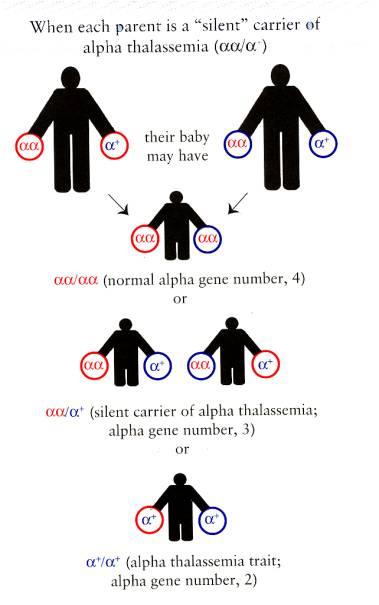 α talassemia La malattia è causata da delezioni dei geni delle catene α, e la gravità dipende dal numero dei geni deleti (1-4). 1/4 = eterozigote silente, anomalie assenti.