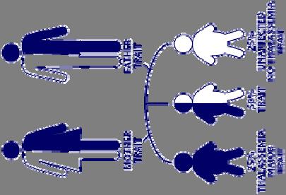 β Talassemia Mutazioni a carico dei geni β possono produrre assenza (β