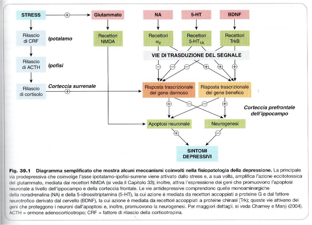 Meccanismi della depressione Alfa 5HT (-)