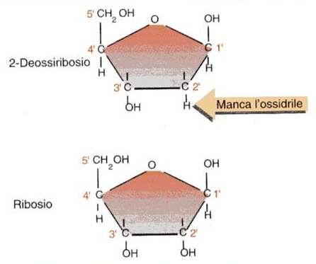 P B Lo zucchero che costituisce il DNA è il 2 -Deossiribosio