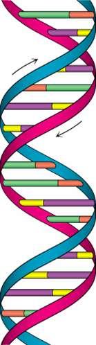 DNA Legame