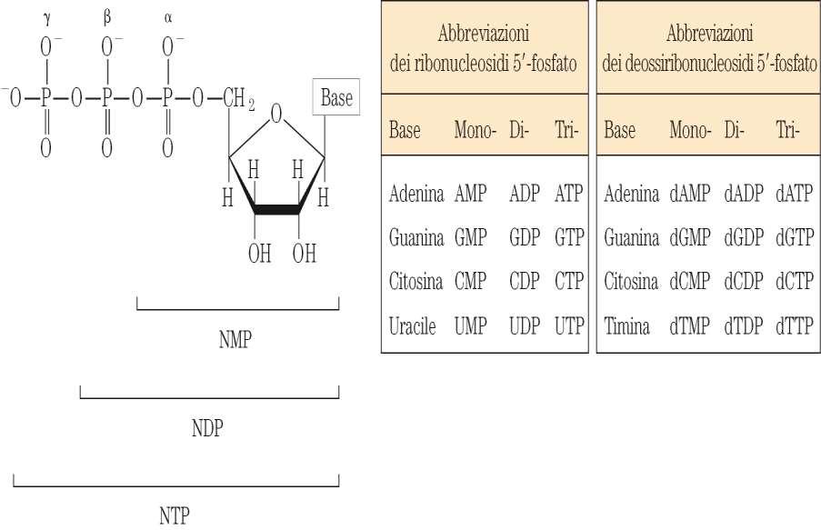 Nucleotidi: