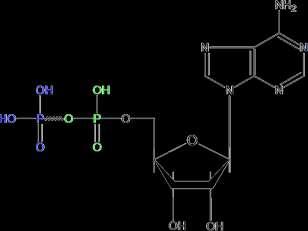 Adenosina MonoFosfato AMP mostra le proprietà dei normali esteri fosforici, relativamente resistenti all idrolisi Adenosina DiFosfato ADP Adenosina
