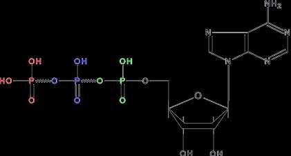 legami FOSFOANIDRIDICI. Tali legami possiedono una energia libera di idrolisi molto elevata, e vengono definiti legami ricchi di energia.