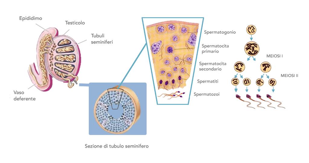 Fig. 2A Il differenziamanto germinale maschile avviene all interno dei tubuli seminiferi nel testicolo.