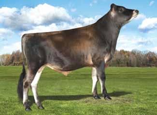 DIMENSION-ET RENEGADE X IMPULS X PARAMOUNT Dati Produttivi USDA-AJCA 12/2017 LATTE 130 Attendibilità % 99 Figlie 1293 Allevamenti 214 GRT 56 Grasso % 0,25 PRT 38 Proteine % 0,16 Valutazione