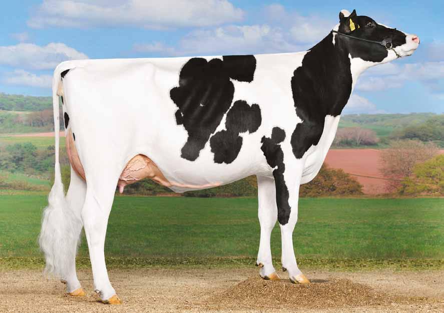 Provati GTPI Bookem US000066636657 DE-SU 521 BOOKEM-ET TR TV TL TY TD Planet x (VG-86 DOM) Ramos x (VG-87 DOM) Hershel x (VG-86 GMD DOM) Decision PLANET X RAMOS X HERSHEL X DECISION TABOO Clear-Echo