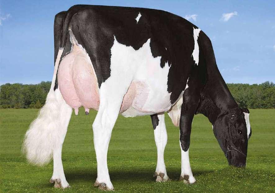 Dragonheart US0003009533223 MR OCD EPIC DRAGONHEART-ET TR TP TV TL TY Epic x (EX 93 GDM-DOM) Planet x (VG 88 DOM) Elegant x (EX 93 GDM-DOM) Durham x (EX 95 GDM-DOM) Rudolph Provati GTPI EPIC X PLANET