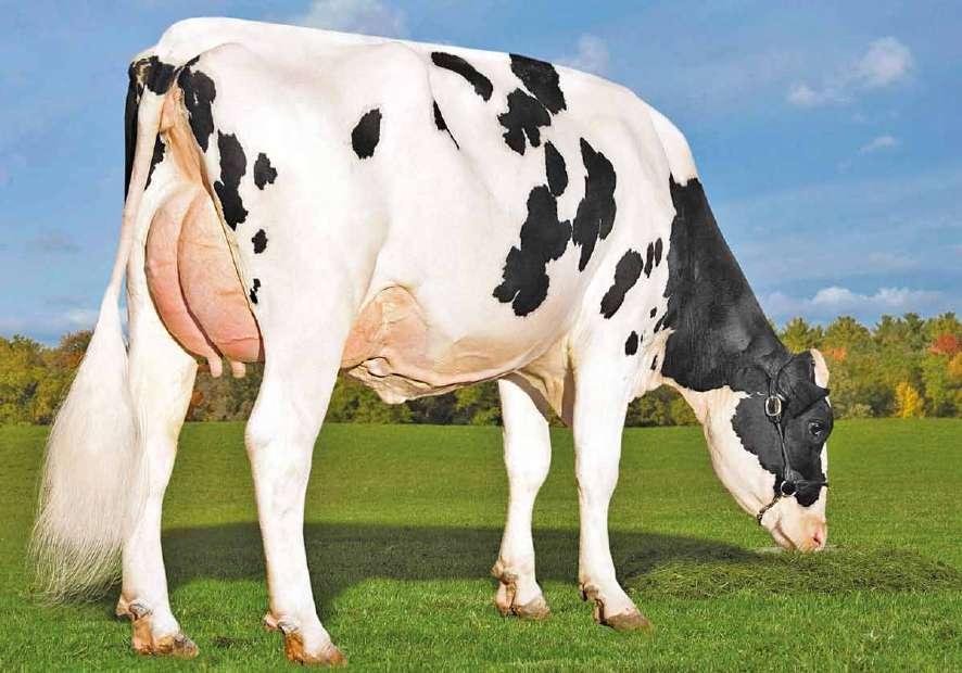 Modesto US003011538082 S-S-I SUPERSIRE MODESTO-ET TR TP TV TL TY Supersire x (VG 87 DOM) Bookem x (VG 86 DOM) Shottle x (VG 86 DOM) O Man x (EX 90 GMD DOM) Manat x (EX 91 GMD DOM) Celsius Provati