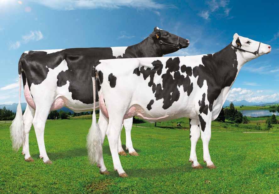 Kingboy US000072044077 MORNINGVIEW MCC KINGBOY-ET TV TL TY TD Mccutchen x (EX 91-DOM) Super x (EX-94-GMD-DOM) Shottle x (EX-92-GMD) Champion Provati GTPI MCCUTCHEN X SUPER X SHOTTLE X CHAMPION BOOKEM