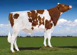 88 - VG MAMMELLA Latte +1055 Gr%+0.00 Pr% +0.04 2.03 365 12.554 Kg 4.2% 3.4% 4.05 365 16.222 Kg 4.2 % 3.