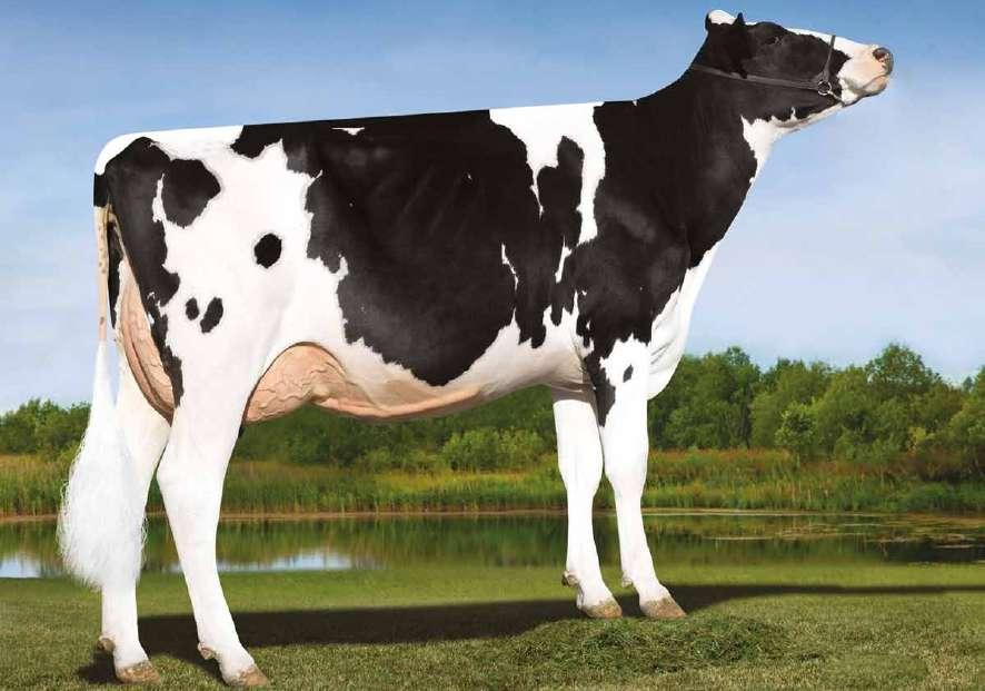 Provati GTPI Reflector US000070071611 S-S-I MOGUL REFLECTOR TV TL TY TD Mogul x (EX 90 DOM) Super x (EX 94 DOM) Ramos x (VG 87 DOM) Hershel x (VG 86 GMD DOM) Decision MOGUL X SUPER X RAMOS X HERSHEL