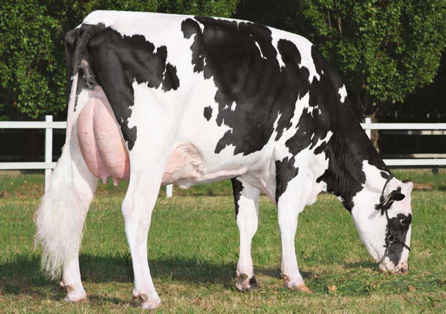 Zoom IT024990377925 ALBY EPIC ZOOM ET TV TY Epic x (VG-86) Niagra x (VG-87) Toystory x (EX-95-GMD-DOM) Mandel Zandra EPIC X NIAGRA X TOYSTORY X MANDEL X SEXATION SUPER X BAXTER HBC Niagra Zahara 2