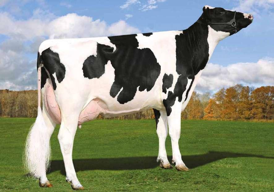 Gomes US003131003338 S-S-I JEDI GOMES-ET TV TP TR TL TY nato 20/12/2015 Jedi x (VG 85)Balisto x (VG 86 DOM) Numero Uno x (VG 88 GMD-DOM) Colby x (EX 90- GMD) FBI Genomici GTPI JEDI X BALISTO X NUMERO