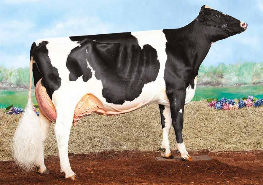 Henley US003126700062 COOKIECUTTER SHOT HENLEY-ET TR *TV TL TY TD nato 06/03/2015 Supershot x (EX 94 DOM) Mogul x (VG-88-DOM) Man O Man x (VG-88-DOM) Goldwyn x (EX-90-GMD-DOM) Champion x