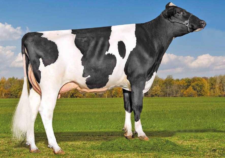 Jared US003127565651 CLEAR-ECHO JEDI JARED 745-ET TC TL TP TR TV nato 25/06/2016 new Jedi x (VG 86 DOM) Kingboy x (EX 90 DOM) Supersire x (EX 92) Bowser x (VG 88 DOM) Goldwyn x (EX 90 GMD DOM)