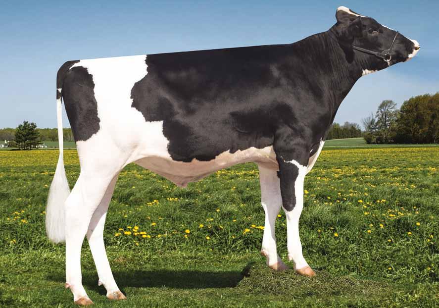 Jazz US003131003460 S-S-I MODESTY JAZZ-ET TD TL TV TY nato 02/03/2016 Modesty x (GP 83) Kingpin x (VG 85 DOM) Supersire x (GP 80 DOM) Snowman x (VG 86 DOM) Shottle Genomici GTPI MODESTY X KINGPIN X