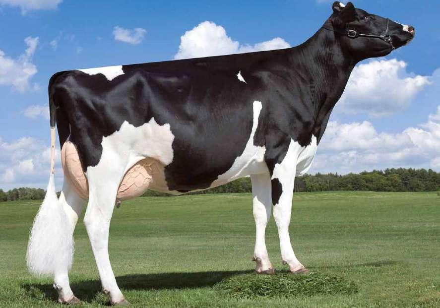 King Royal US000074564764 PLAIN-KNOLL KING ROYAL-ET TV TL TY TD nato 22/05/2015 Kingboy x (VG-88-DOM) Mogul x (EX 91 DOM) Socrates x (VG 86 DOM) O-Man x (EX 90 GMD-DOM) Manat x (EX 91 GMD DOM)