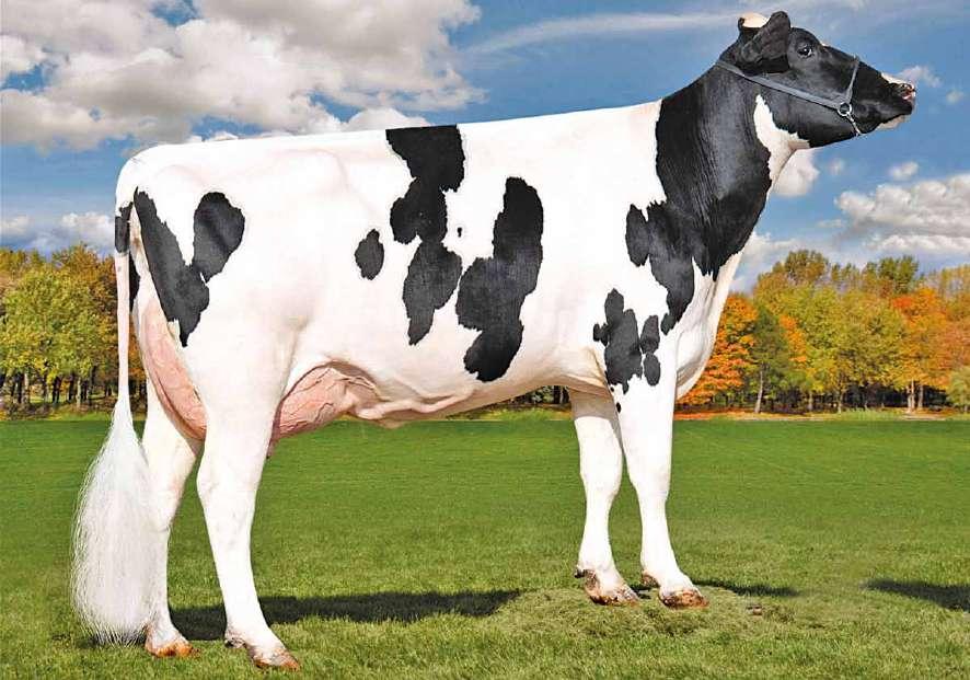 Outsiders US000074345967 HURTGENLEA YDR OUTSIDERS-ET TR TP TV TL TY nato 25/02/2015 new Yoder x (VG 87) Supersire x (VG 88) Russell x (VG 88 GMD DOM) O-Man x (EX 93 GMD DOM) Dante x (EX 90 GMD DOM)