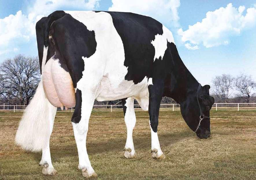 Rusty-Red US0073956675 MORNINGVIEW RUSTY-RED TD TL TP TV TY HRR nato 21/02/2016 Pat-Red x (VG 85) Aikman RC x (EX 90 DOM) Super x (EX 90) Pronto x (EX 92) Goldwyn x (EX 90 DOM) Rubens PAT-RED X