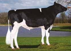 Jedi x (GP 81) Headway x (VG 89 DOM) Supersire x (VG 87 DOM) Bookem x (VG 86 DOM) Shottle JEDI X HEADWAY X SUPERSIRE X BOOKEM MONTROSS S-S-I Hdway 8679 10789-ET S-S-I Suprsire Miri 8679-ET S-S-I