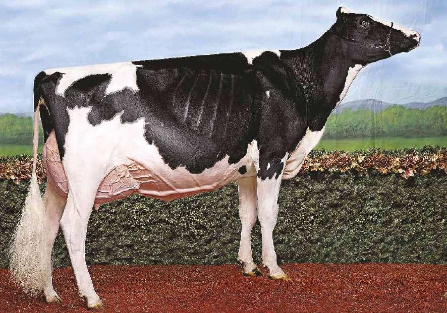 Gold Chip US000140145553 MR CHASSITY GOLD CHIP-ET TR TV TL TY TD Goldwyn x (EX-92-GMD-DOM) Shottle x (EX-92-GMD-DOM) Champion x (EX-92-GMD-DOM) Durham Barbie x (EX-92-GMD) Juror GOLDWYN X SHOTTLE X