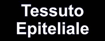 annesse Si classificano in base alla funzione Classificazione: Funzione: E. di rivestimento Protezione (es.: epidermide, pleure, peritoneo) (cute e mucose) Assorbimento (es.: intestino) Trasporto (es.