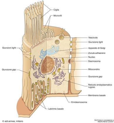 Specializzazioni della superficie laterale: Sistemi Giunzionali Caratteristiche principali: Polarità funzionale (Golgi e centrioli apicali, Mitocondri filamentosi paralleli ) Sistemi giunzionali