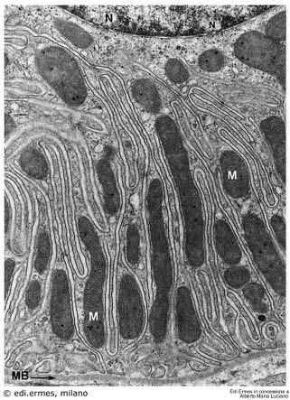 Collagene IV, proteoglicani e glicoproteine 2.