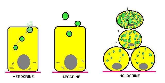 GHIANDOLE ESOCRINE MECCANISMI DI SECREZIONE SECREZIONE MEROCRINA (ECCRINA): i granuli secretori si accumulano all interno delle cellula secernenti nella porzione apicale.