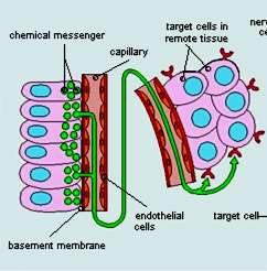 Sistema endocrino Serve per coordinare le diverse attività dell organismo Costituito da ghiandole che producono ormoni,