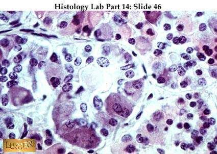 Adenoipofisi (EE) Cellule con diversa colorabilità