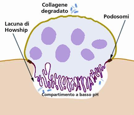 Controllo ormonale: PTH (stimola il riassorbimento di