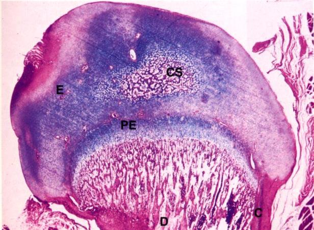 Ossificazione endocondrale (ossa lunghe e corte) centro secondario di ossificazione piastra