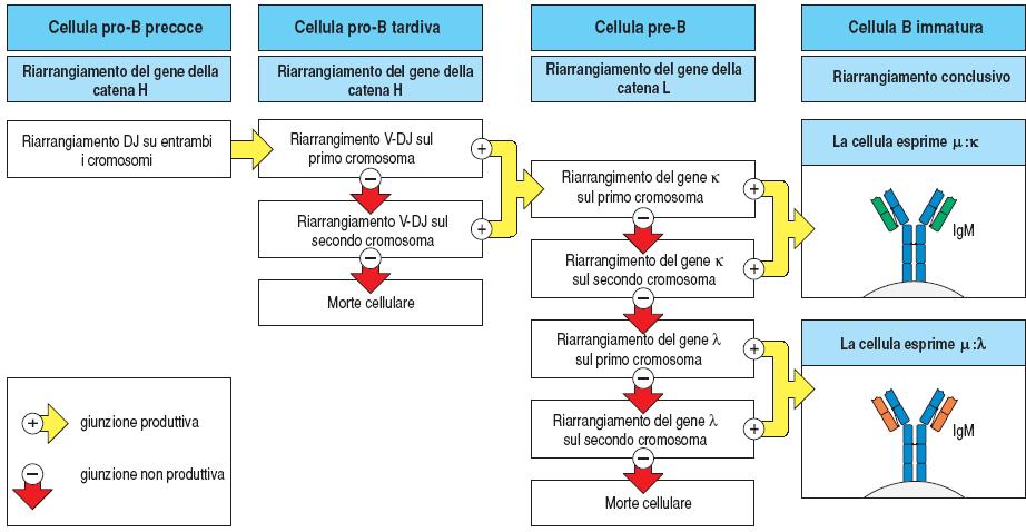 Sequenza dei riarrangiamenti che portano all espressione delle Ig di superficie Esclusione allelica Esclusione