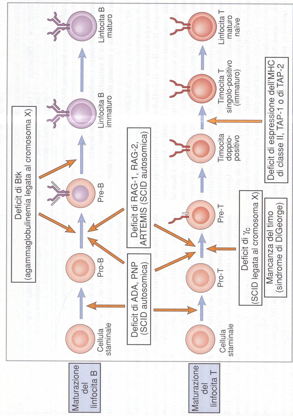 Immunodeficienze provocate dall