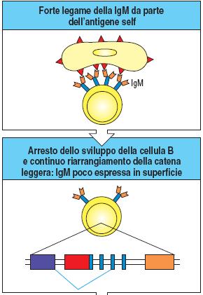 Revisione del recettore (Receptor editing) La