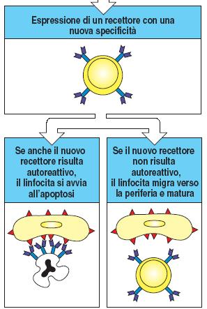 modificazione del recettore può recuperare alcune