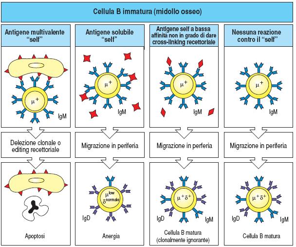 Fase 2: Selezione negativa = legame con autoantigeni = delezione o inattivazione cellule B immature autoreattivi.