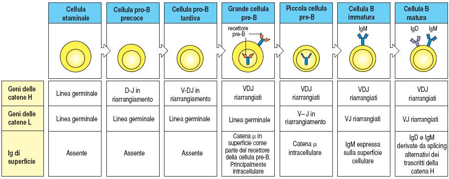 irreversibile