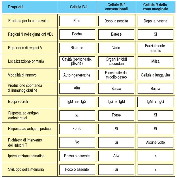 Differenze tra le cellule B-1(CD5 + ), B-2(CD5