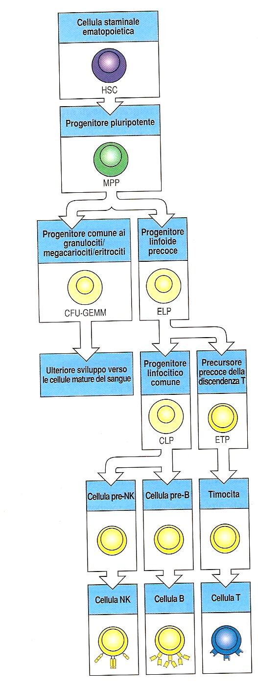 genera le cellule del sistema