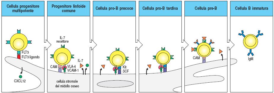 Fase 1 Le fasi iniziali dello sviluppo della cellula B dipendono dalle cellule stromali del