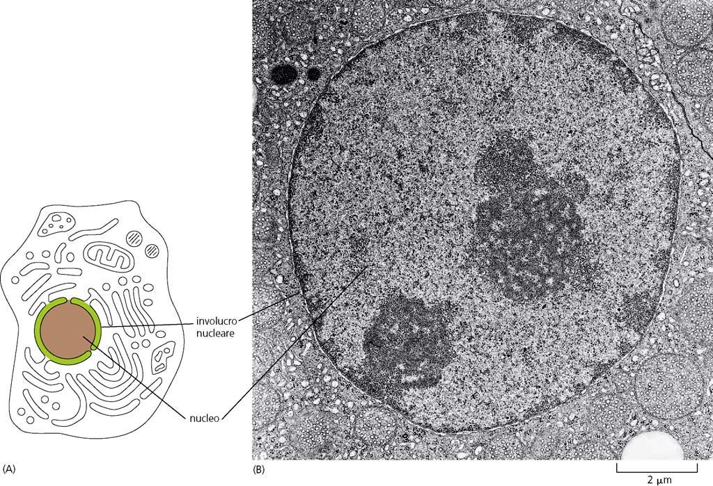 Il nucleo è l organello più voluminoso