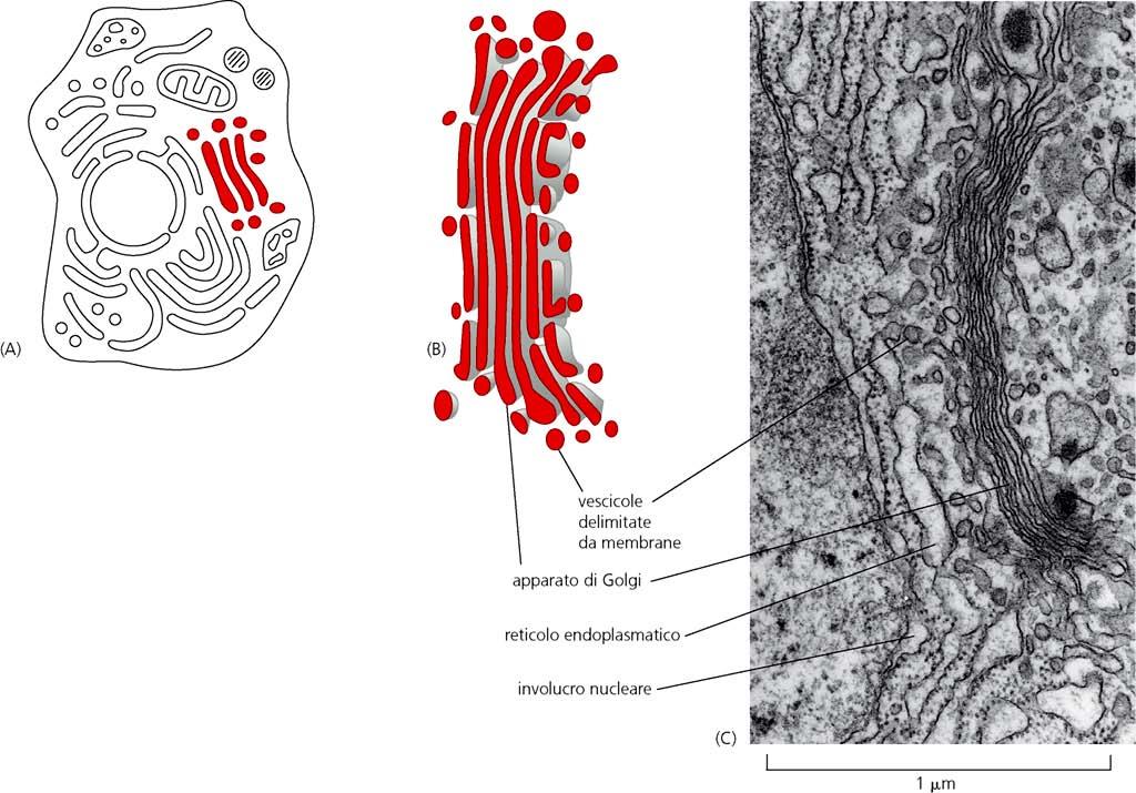 L apparato di Golgi È costituito da sacche membranose discoidali