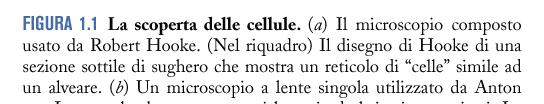 morte, che per la somiglianza con le celle degli alveari chiamò CELLULAE Teoria cellulare (Schwann e Schleiden, 1838-39): 1) Tutti gli organismi sono