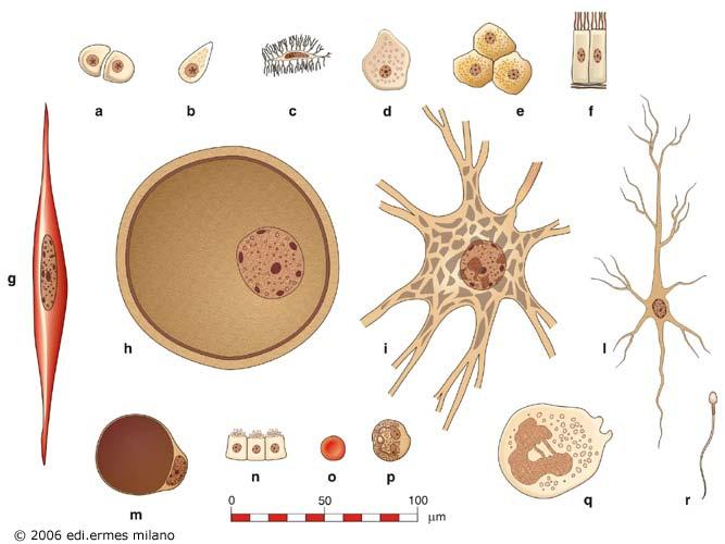 Le cellule di un organismo pluricellulare possono diversificarsi molto tra loro,