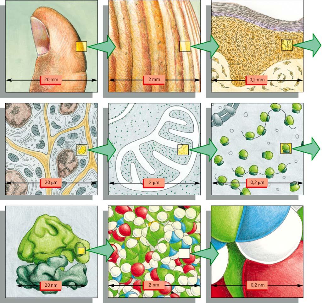 Rapporti dimensionali tra cellule e