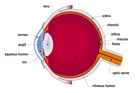 Capitolo 1 L endotelio corneale 1.1 L occhio L occhio è un organo complesso appartenente all apparato visivo.